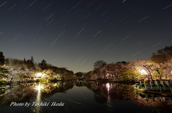 井の頭公園夜桜－2aa.jpg